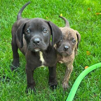 Buzz -  Mixed Breed Dog for Adoption in Northville, Michigan - Buzz | PetCurious