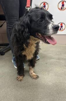 Cocker Spaniel and English Springer Spaniel Dogs Available for Adoption - Nino | PetCurious