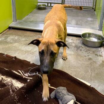 Rescue Shepherd Dogs for Adoption in San Jacinto, California - SOB-Stray-53819 | PetCurious