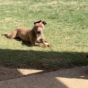 Belgian Shepherd Malinois and Pit Bull Terrier Dogs Available for Adoption in Mansfield, Texas - Phoebe | PetCurious