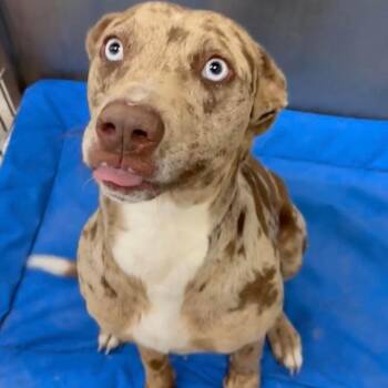 Catahoula Leopard Dog Dogs Available for Adoption in Traverse City, Michigan - Aura | PetCurious
