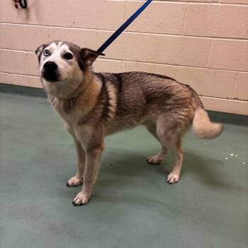 Mixed Breed Dogs Available for Adoption in Memphis, Tennessee - Barkley | PetCurious