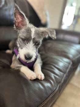 Rescue Airedale Terrier and Dachshund Dogs for Adoption in Poway, California - Kelly | PetCurious