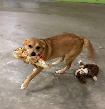 Saint Bernard Dogs Available for Adoption - Luge | PetCurious