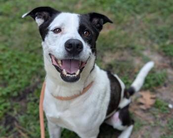 Rescue Mixed Breed Dogs for Adoption in Virginia Beach, Virginia - Otis | PetCurious