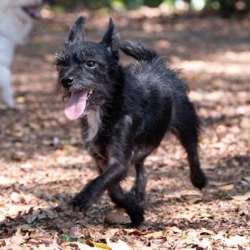 Twig -  Terrier Dog for Adoption in Portland, Oregon - Twig | PetCurious