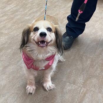 Cocker Spaniel Dogs Available for Adoption in Westminster, California - Sadie | PetCurious