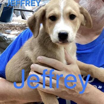 NY Jeffery Avail Aug 26 (MTK Hotel Mount Kisco) -  Mixed Breed Dog for Adoption in Stormville, New York - NY Jeffery Avail Aug 26 (MTK Hotel Mount Kisco) | PetCurious
