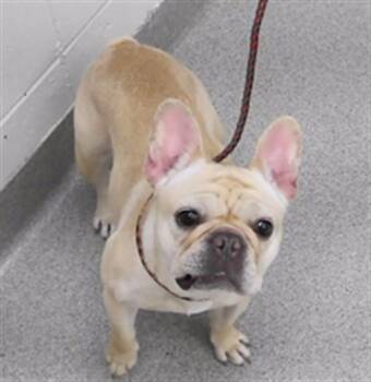 French Bulldog and Mixed Breed Dogs Available for Adoption in Omaha, Nebraska - MEGARA | PetCurious