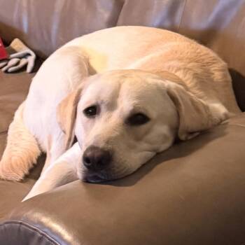 Jack CM -  Yellow Labrador Retriever Dog for Adoption - Jack CM | PetCurious