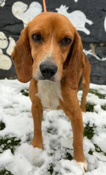 Beagle and Hound Dogs Available for Adoption - Poke | PetCurious