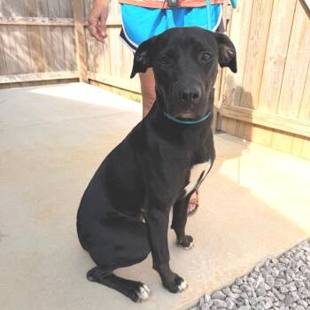 Peep -  Labrador Retriever and Mixed Breed Dog for Adoption - Peep | PetCurious