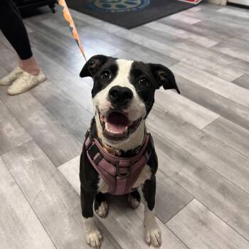 Lily Mae -  Labrador Retriever and Mixed Breed Dog for Adoption in St. Peters, Missouri - Lily Mae | PetCurious