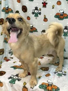 261666  Heinz -  Pomeranian and Dachshund Dog for Adoption in Wetumpka, Alabama - 261666  Heinz | PetCurious
