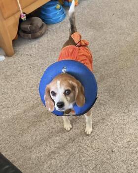 Lucy -  Beagle Dog for Adoption in Lethbridge, Alberta - Lucy | PetCurious