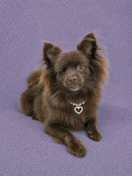 Belle -  Pomeranian Dog for Adoption in Lodi, California - Belle | PetCurious