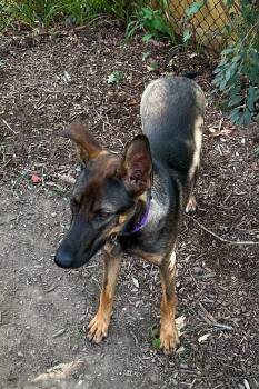 Roux 6539 -  German Shepherd Dog Dog for Adoption in Centreville, Virginia - Roux 6539 | PetCurious