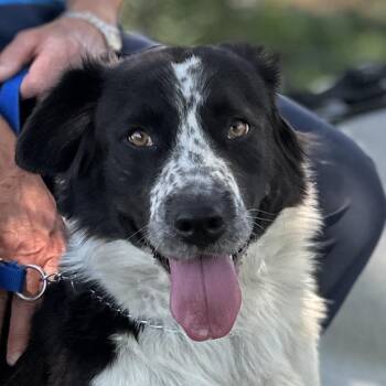Buddy - ECAS -  Cattle Dog and Mixed Breed Dog for Adoption in Pleasanton, California - Buddy - ECAS | PetCurious