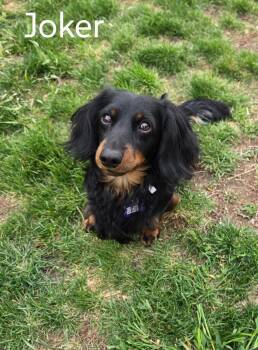 Dachshund Dogs Available for Adoption in Sioux Falls, South Dakota - Joker And Batman | PetCurious