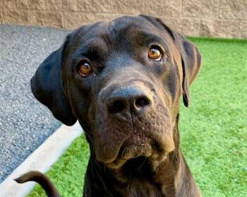 SAVE ME PLEASE Topper - IDA551488 -  Labrador Retriever Dog for Adoption in San Marcos, California - SAVE ME PLEASE Topper - IDA551488 | PetCurious
