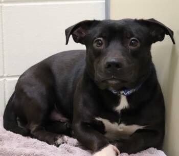 Toby -  Labrador Retriever Dog for Adoption in Sioux City, Iowa - Toby | PetCurious