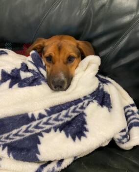 German Shepherd Dog and Cattle Dog Dogs Available for Adoption - Luna | PetCurious