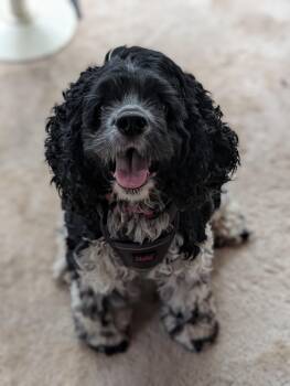 Bernie -  Cocker Spaniel Dog for Adoption in Minneapolis, Minnesota - Bernie | PetCurious