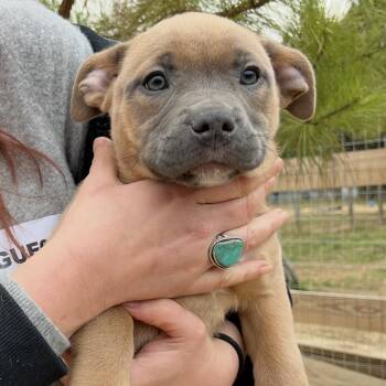 Mixed Breed and American Staffordshire Terrier Dogs Available for Adoption - Roxy | PetCurious