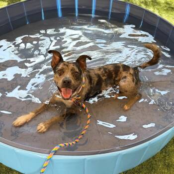 Wobbegong -  Pit Bull Terrier Dog for Adoption in Pasadena, California - Wobbegong | PetCurious