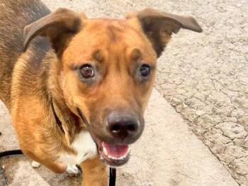 Peach -  Mixed Breed Dog for Adoption in Georgetown, Texas - Peach | PetCurious