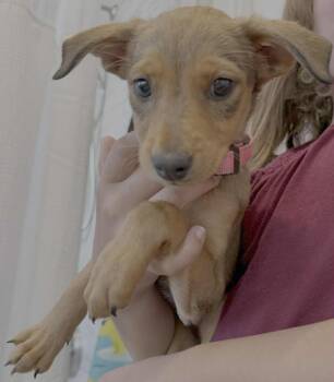 Australian Kelpie Dogs Available for Adoption in Millcreek, Utah - Keira | PetCurious