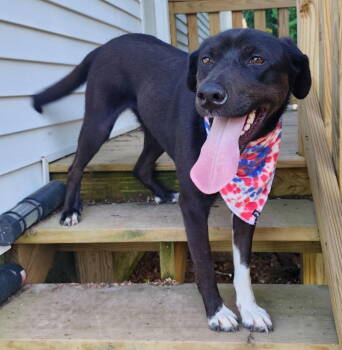Rescue Catahoula Leopard Dog and Labrador Retriever Dogs for Adoption in Minneapolis, Minnesota - Gator *Arriving 12/13* | PetCurious