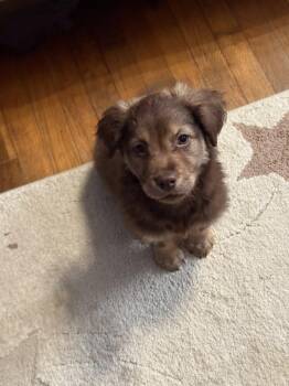 Australian Shepherd and Siberian Husky Dogs Available for Adoption - Extended Warranty | PetCurious