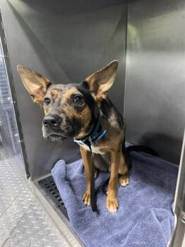German Shepherd Dog and Catahoula Leopard Dog Dogs Available for Adoption in Fort Myers, Florida - CARDI | PetCurious