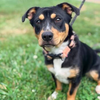 Ramona Stray Hold 6/29 -  Mixed Breed Dog for Adoption in Huntington, West Virginia - Ramona Stray Hold 6/29 | PetCurious