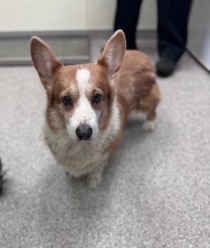 Lucky (Breakfast Biscuit) -  Corgi Dog for Adoption in Disputanta, Virginia - Lucky (Breakfast Biscuit) | PetCurious