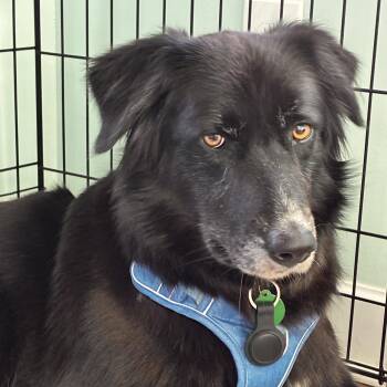 Shade -  Great Pyrenees and Australian Shepherd Dog for Adoption in Columbia, South Carolina - Shade | PetCurious