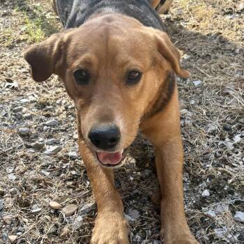 Beagle and Hound Dogs Available for Adoption in Andover, Massachusetts - Kit Kat | PetCurious