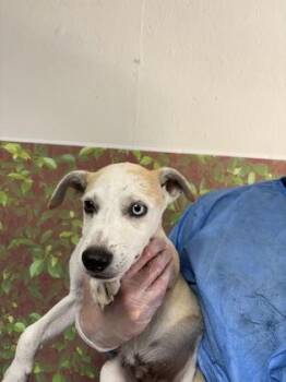 Otter -  Shepherd and Mixed Breed Dog for Adoption in San Antonio, Texas - Otter | PetCurious