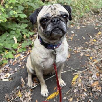Mila -  Pug Dog for Adoption in Pacifica, California - Mila | PetCurious