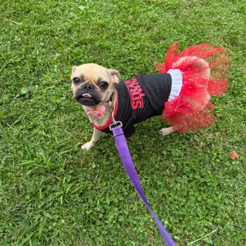 Rescue French Bulldog and Pug Dogs for Adoption in Sacramento, California - Angela (Mama) | PetCurious