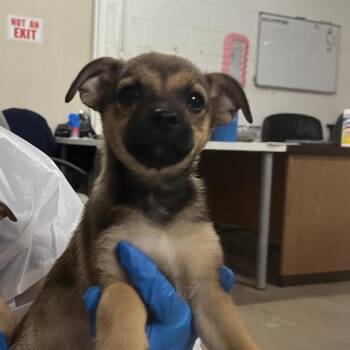 Chihuahua Dogs Available for Adoption in Edinburg, Texas - Slinky | PetCurious