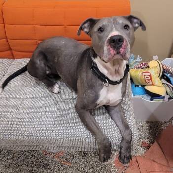 Rescue American Staffordshire Terrier Dogs for Adoption in Tipton, Indiana - Sarge | PetCurious