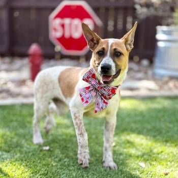 Australian Cattle Dog Blue Heeler and Shepherd Dogs Available for Adoption - Moxie | PetCurious