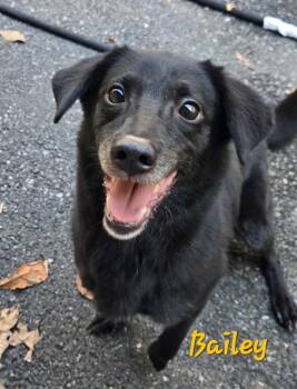 Bailey -  Dachshund and Labrador Retriever Dog for Adoption in Pottsville, Pennsylvania - Bailey | PetCurious