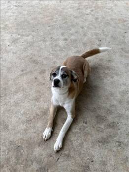 Beagle and Boxer Dogs Available for Adoption in Conroe, Texas - A426898 | PetCurious