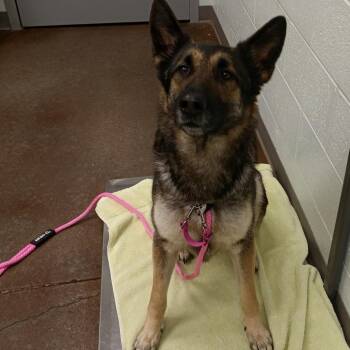 German Shepherd Dog Dogs Available for Adoption - Nixie | PetCurious