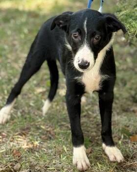 Orion -  Australian Shepherd and Border Collie Dog for Adoption in Malvern, Pennsylvania - Orion | PetCurious