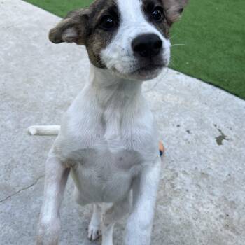 Mixed Breed Dogs Available for Adoption in Bowdoin, Maine - Shore | PetCurious