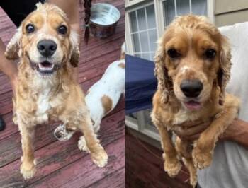 Rescue Cocker Spaniel Dogs for Adoption in Lawrenceville, Georgia - Clyde | PetCurious